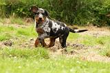 BEAUCERON - PUPPIES 247